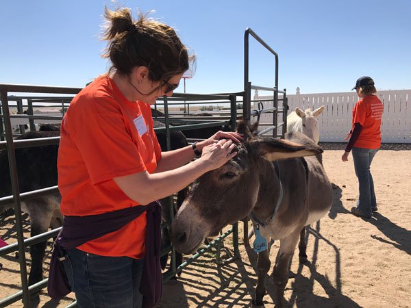 volunteer petting donkey