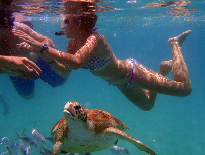Sea Turtles Barbados