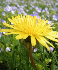 Headshot of a dandelion.