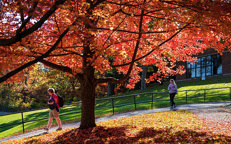 Photo of two students walking down a hill on campus behind a tree with bright red leaves