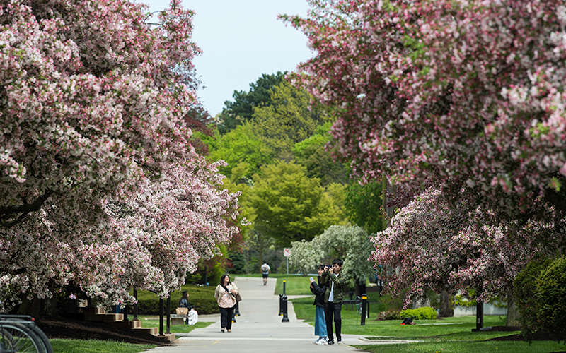 Photo of people walking along a path on campus surrounded by green trees and pink flowering trees