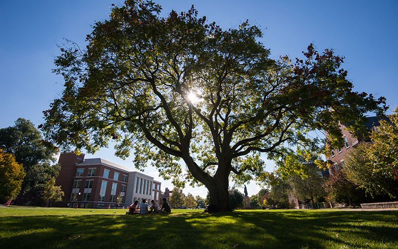 Photo of students sitting underneath a tree on Wilson Quad with the sun shining through the tree