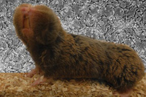 A naked Mole Rat.