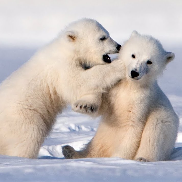 Two baby polar bears playing in the snow