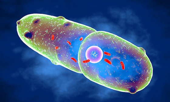 Illustration of Klebsiella pneumoniae bacteria.