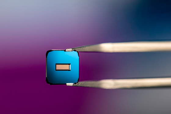 Close-up of tweezers holding µSiM chip of the kind University of Rochester's Translational Center for Barrier Microphysiological Systems (TraCe-bMPS).