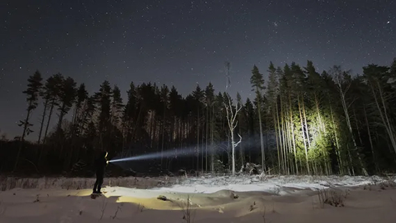 A person shines a flashlight at trees at night.