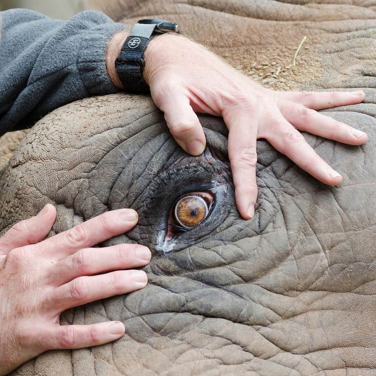 man's fingers around the eye of an elephant