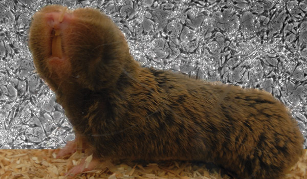 How Do Blind Mole Rats Ward Off Cancer Newscenter