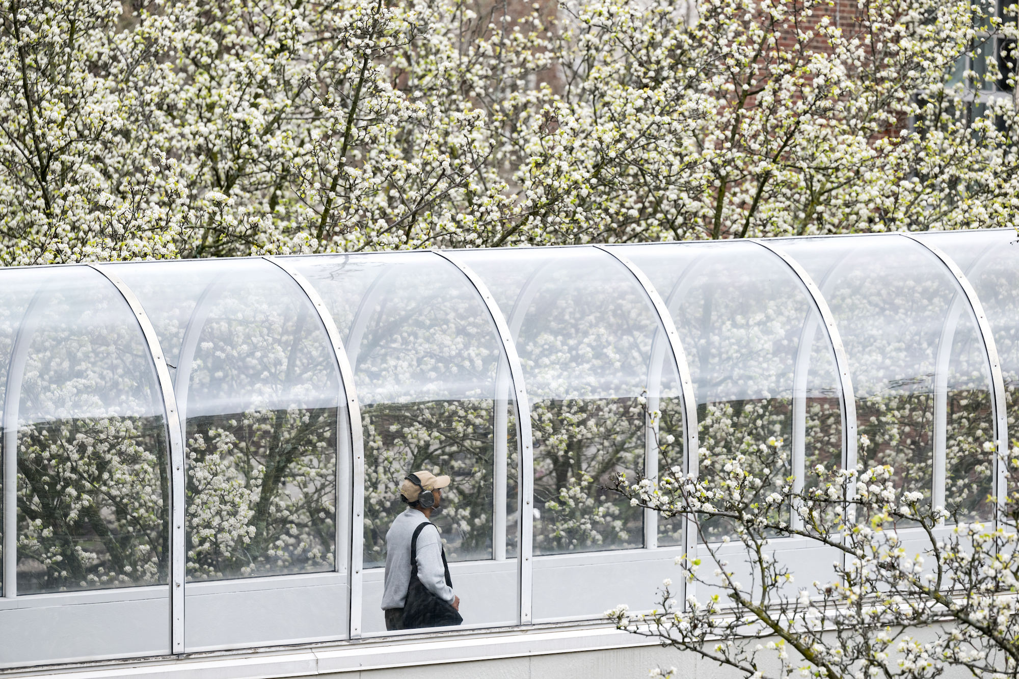 People pass through the glass covered bridge surrounded by white flowering trees