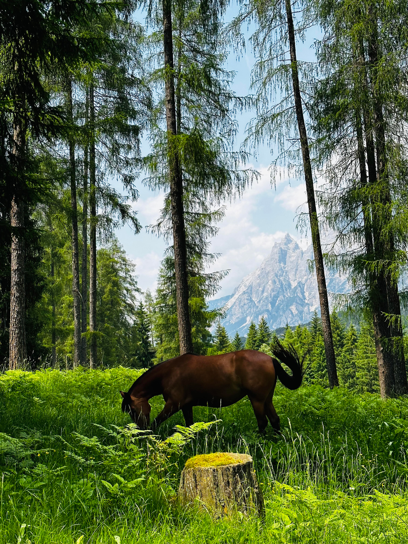 A brown horse grazes in a sunlit forest clearing surrounded by tall trees. A mountain peak is visible in the background under a clear sky.