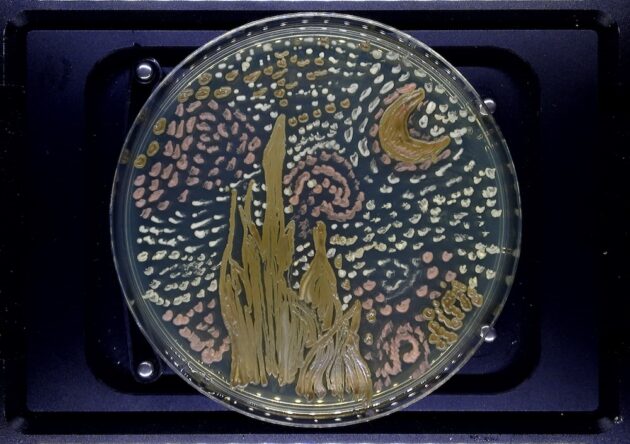 yeast spores arranged in a petri dish.