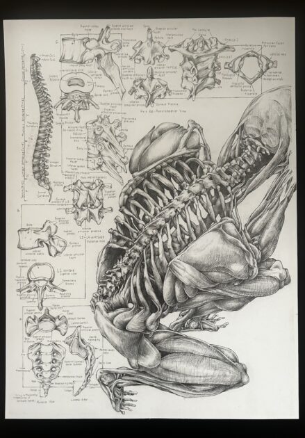 drawing of a human spine.