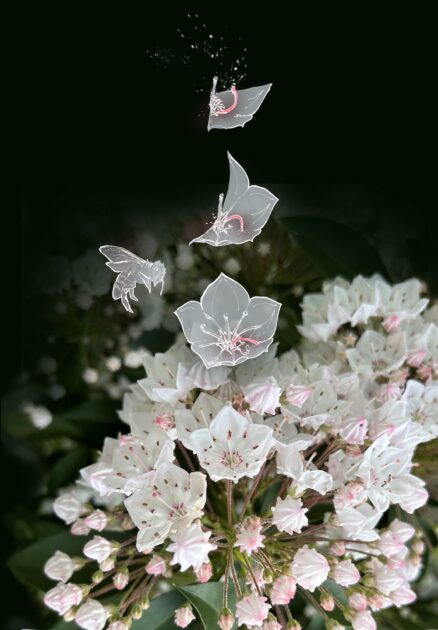 White and pink Mountain Laurel flowers with a bee and other flowers drawn over the original photograph.