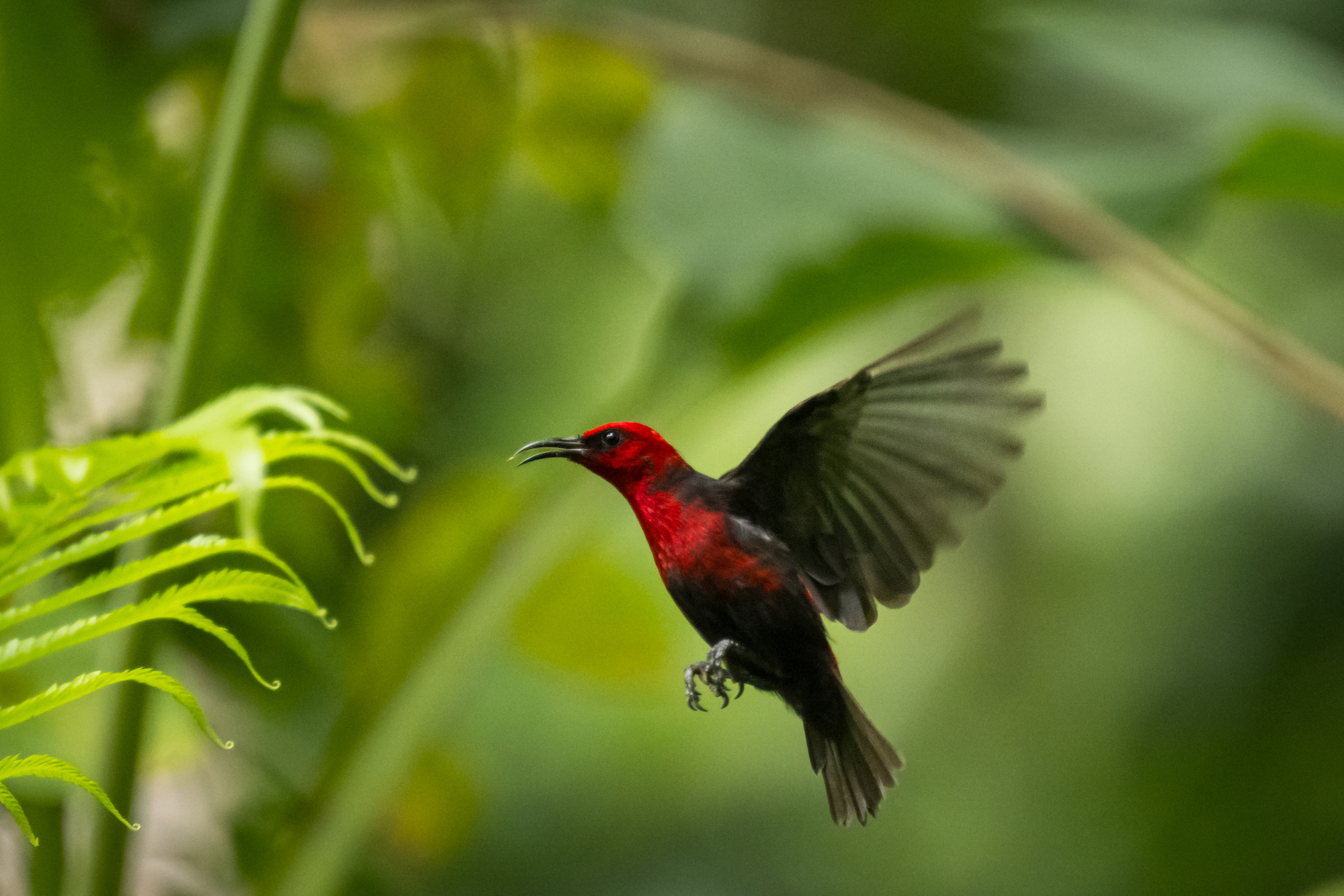 Red and black bird hovers near lush green plants