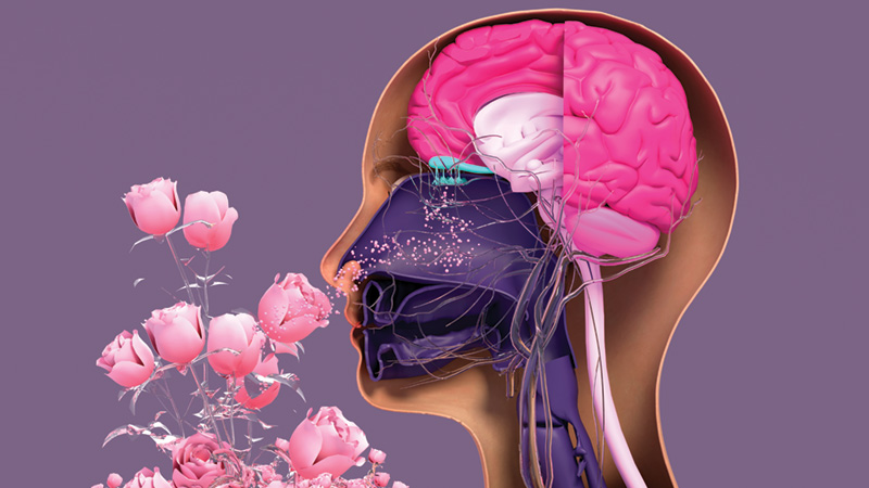 University of Rochester neuroscience research illustration