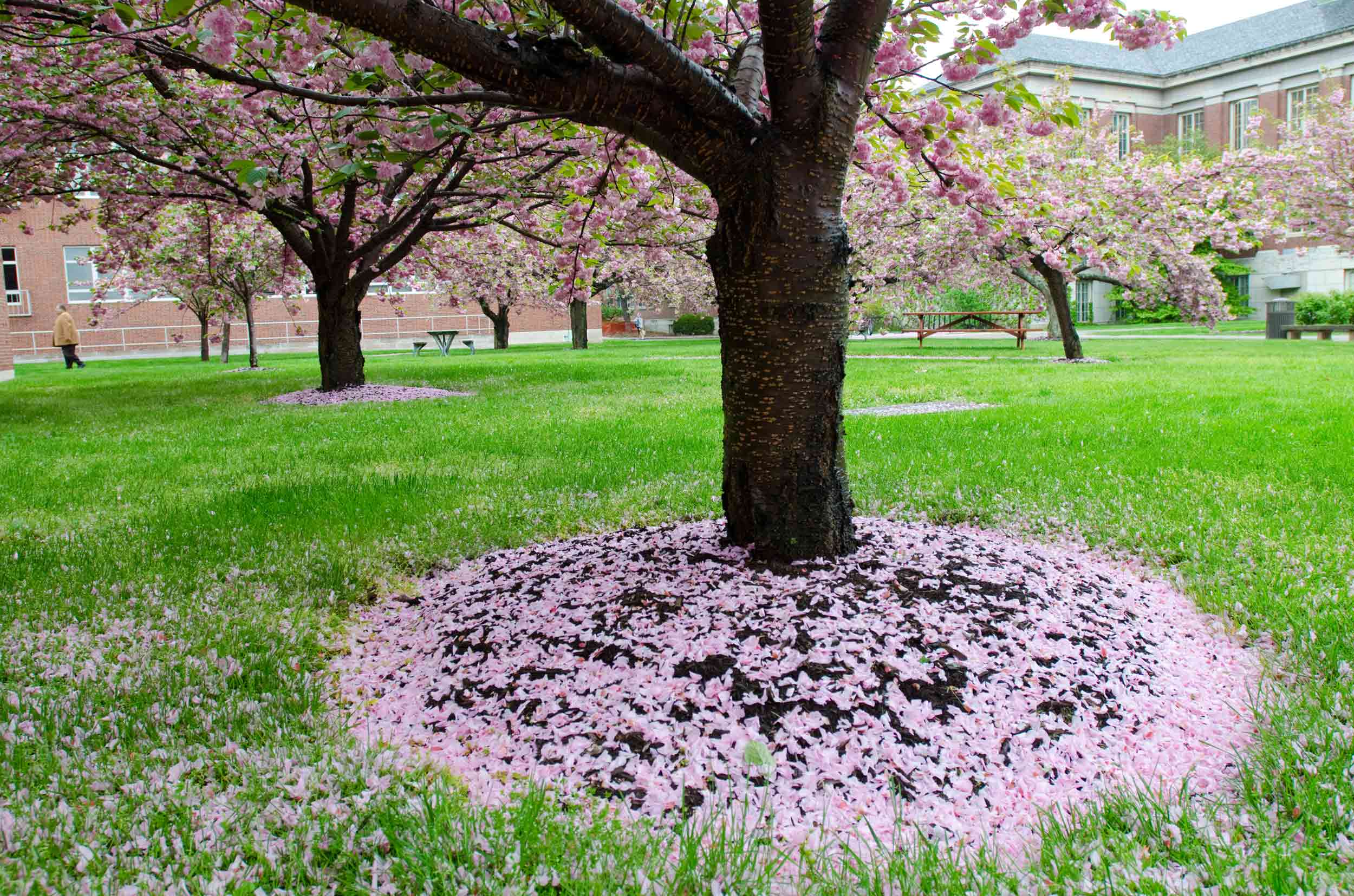 tree with pink flower petals at the base.
