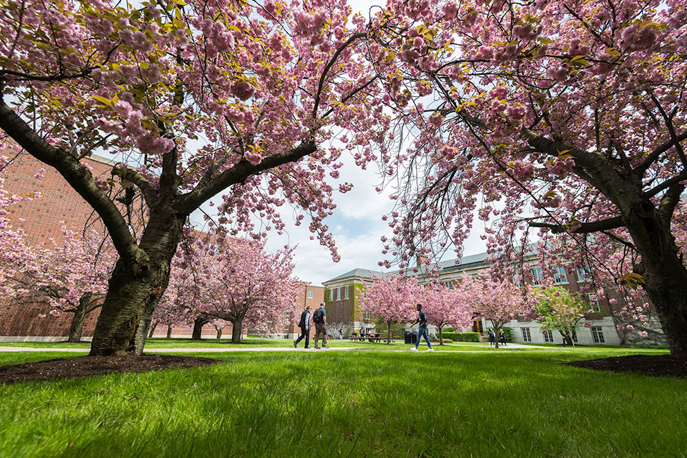 Students walking through a grove of flowering trees.