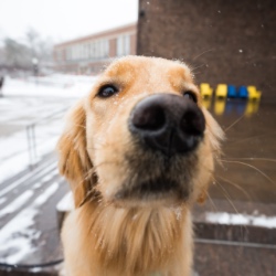 Close up of a therapy dog’s nose on the University of Rochester river campus.