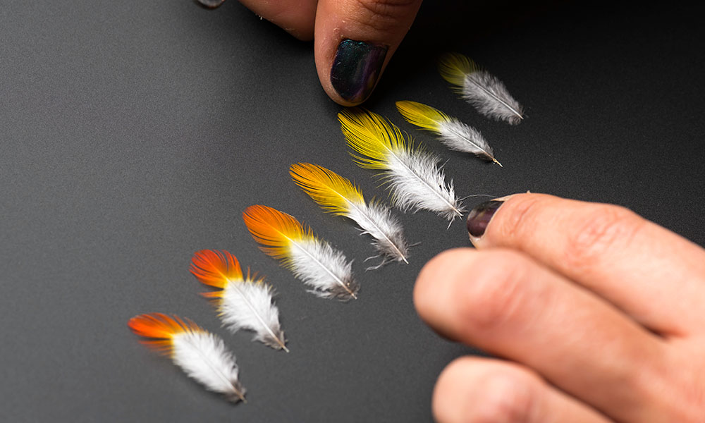 Several single white feathers with orange and yellow tips laid in a row.