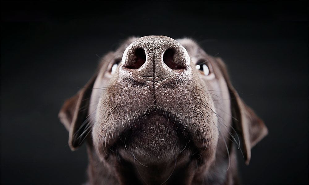 Close Up of Chocolate Labrador's Nose.