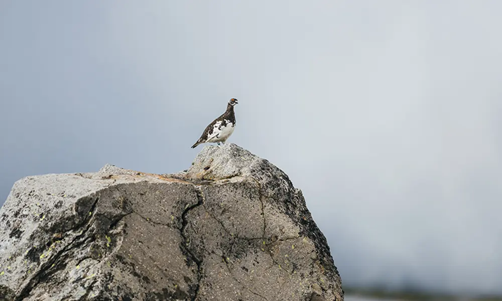 Bird perched on large rock against hazy sky.
