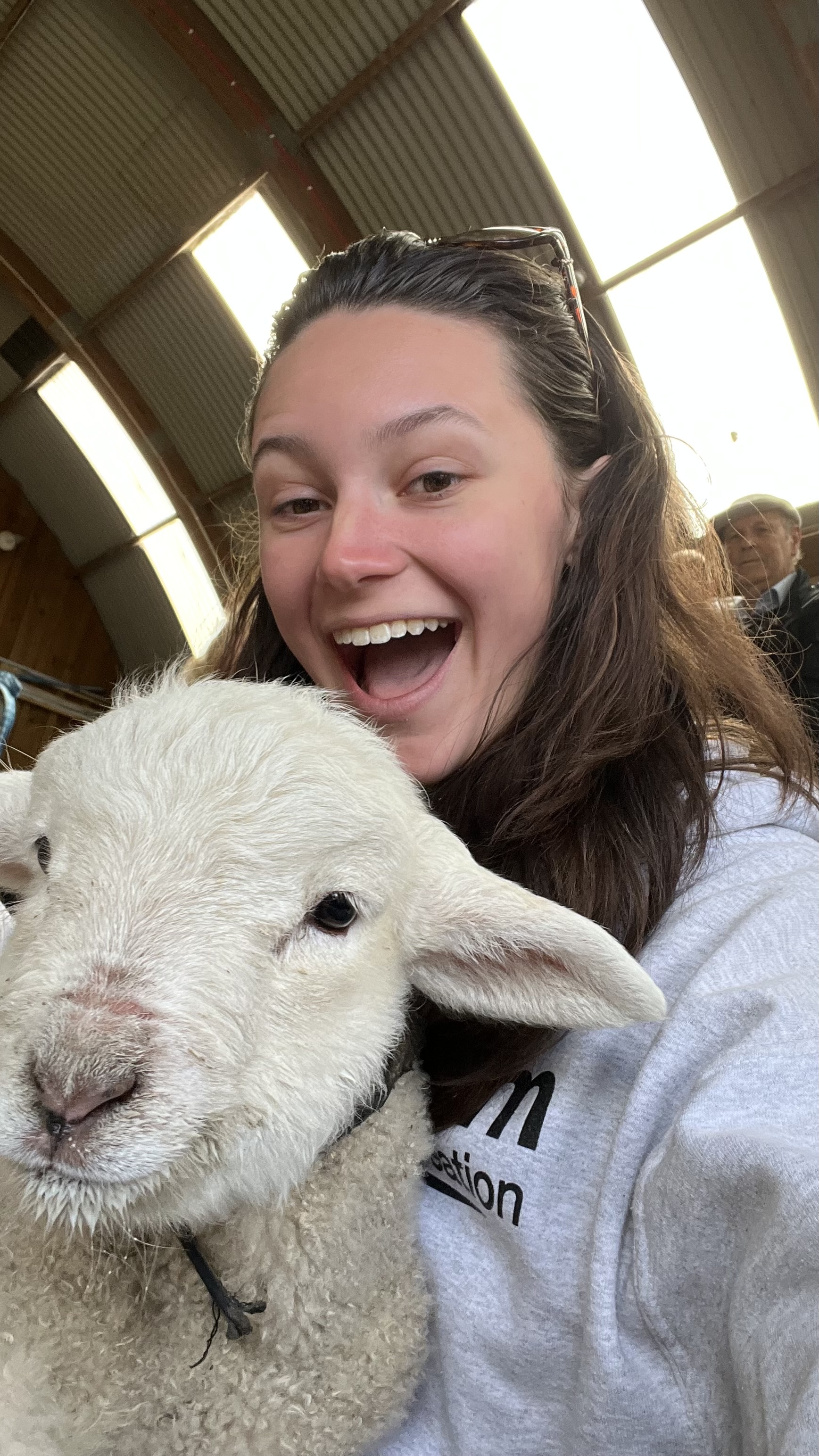 selfie with a sheep