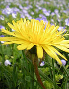 A close up image of a dandelion.