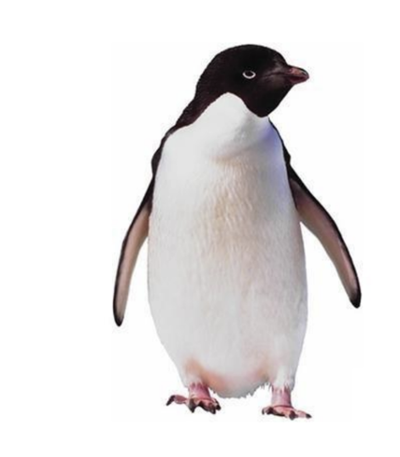 Stop winter falls. Walk like a penguin