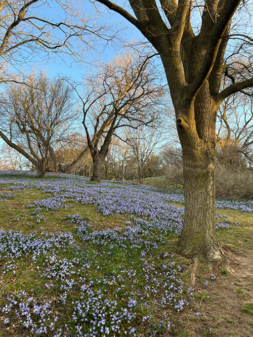 The side of a hill covered in tiny purple flowers with a large tree in the foreground.