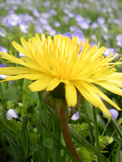 A close up of a dandelion.