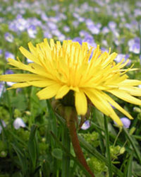 A placeholder image of a dandelion.