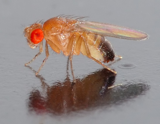 small male Drosophila melanogaster fly