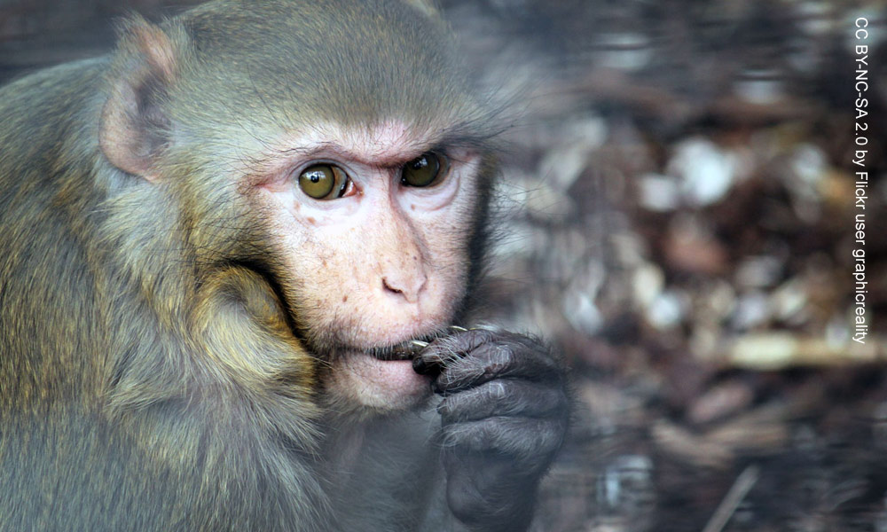 Curious monkeys share our thirst for knowledge : News Center