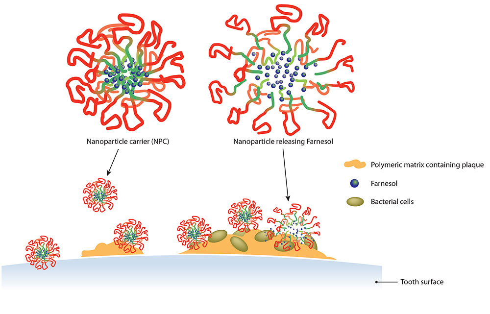 diagram showing nanoparticles releasing farnesol onto the tooth surface