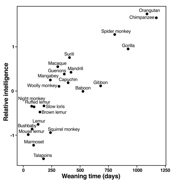 Chart showing relationship between weaning time and intelligence across primate species. 