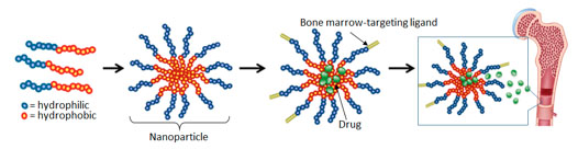 This illustration from the Benoit lab shows how it forms nanoparticle drug delivery vehicles. Polymers containing both hydrophilic (water attracting) and hydrophobic (water repelling) portions are synthesized. When the polymers are introduced to a water-based solvent, the particles form nanometer-sized micelles (nanoparticles). Drugs are loaded into the micelles, and targeting moieties selected to target bone marrow are conjugated to the outside, to provide preferential drug delivery to marrow-resident stem cells.