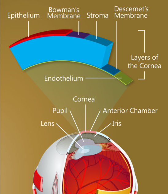 Cornea Layers Diagram