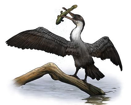 painting of tooth-beaked bird catching a fish