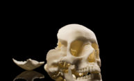 3d model of skull