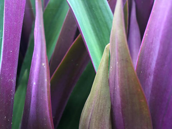 closeup of purple and green leaves