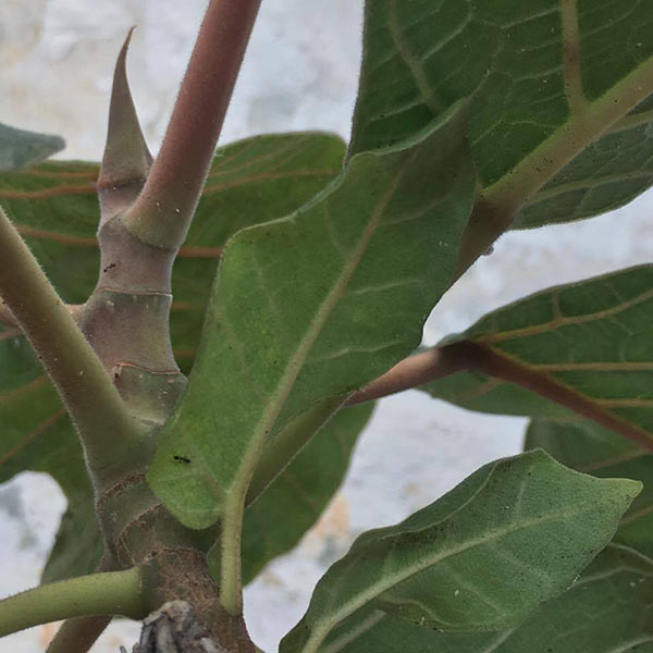 closeup of a leafy plant