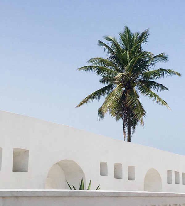 a palm tree rising over a whitewashed structure with arches