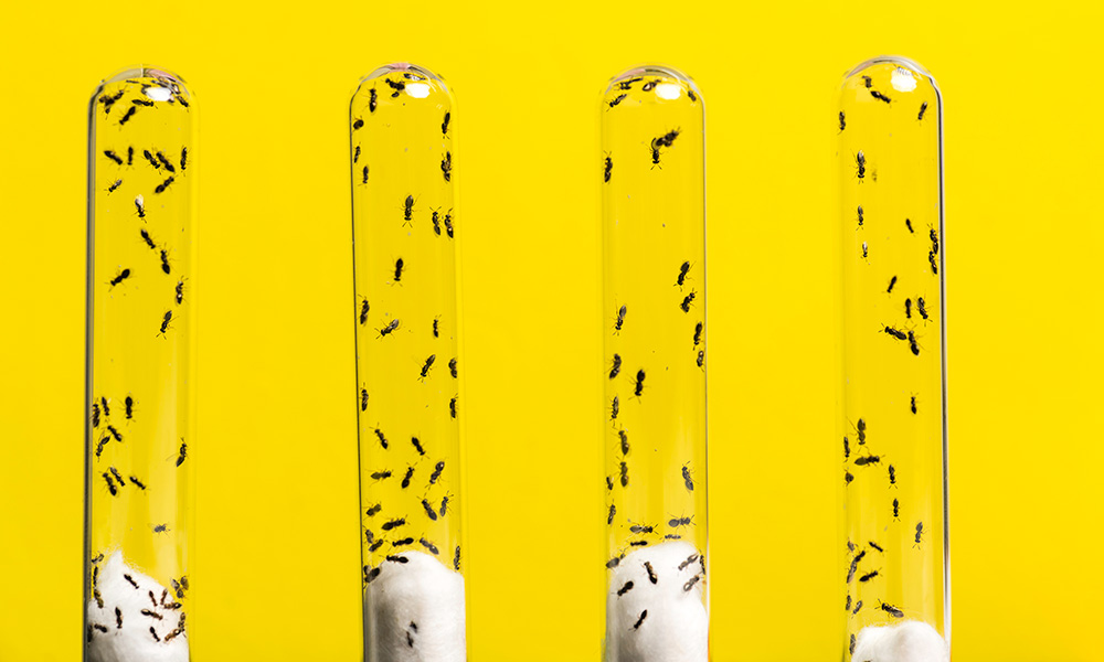 Four vials containing tiny parasitic Jewel Wasps against a yellow background