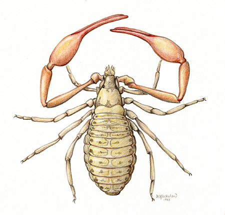 illustration of a pseudoscorpion