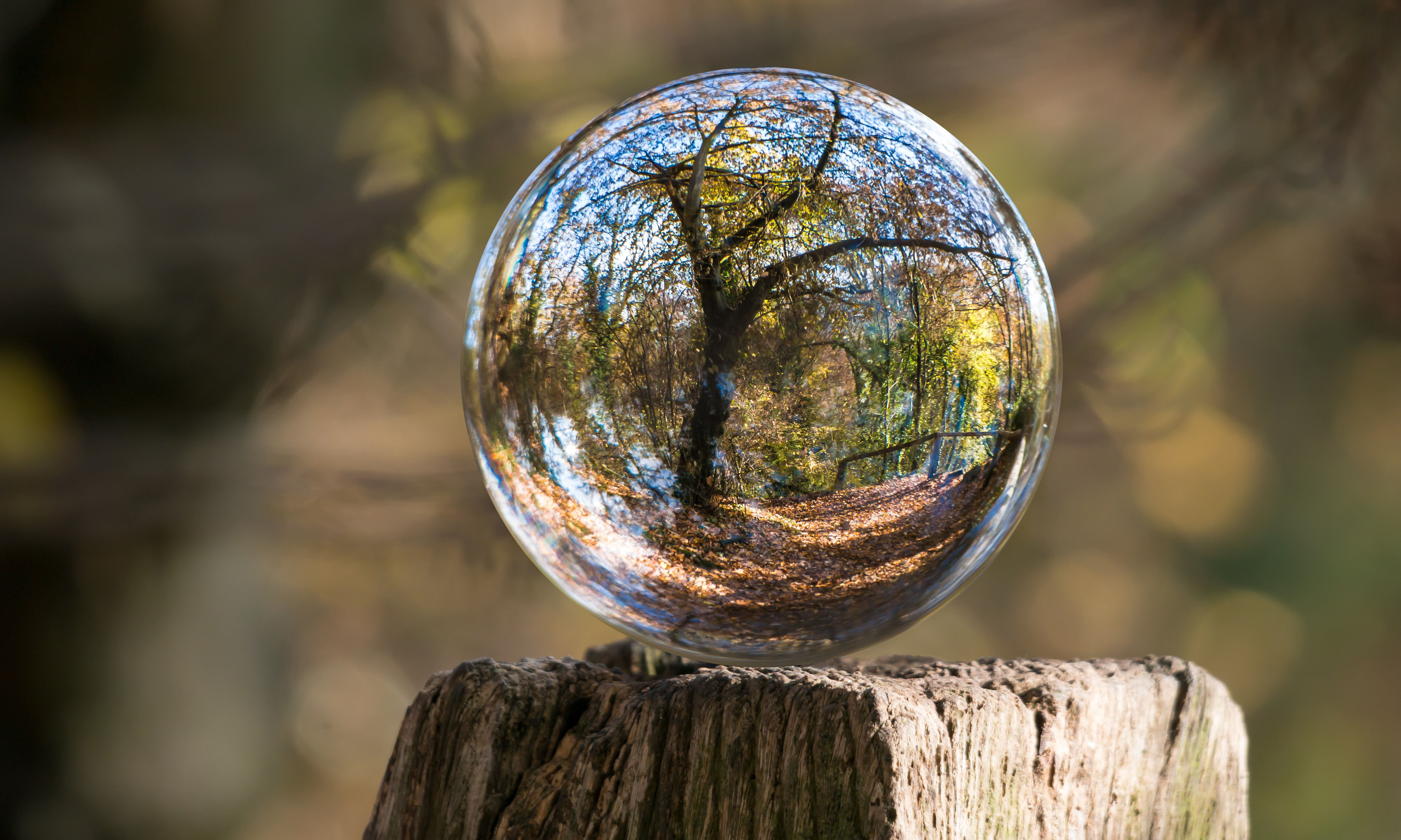 A glass ball perched atop a wooden post reflects a tree in the woods.