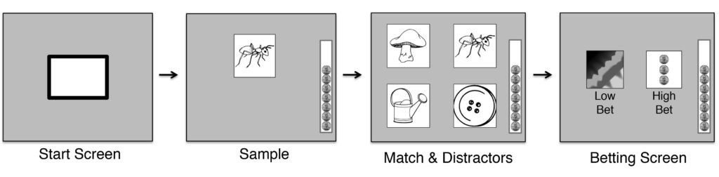 four steps in the study of primates and cognition. Step 1 is a blank computer screen. Step 2 is a sample image, in this case a drawing of an ant. Step 3 shows four images, including the ant, with the text "match and distractors." The final screen is labeled "betting screen" and shows how the monkey must chose a low bet or a high bet on whether they matched the drawing of the ant in the previous screen.