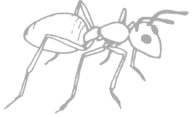 drawing of an ant, faded and grey