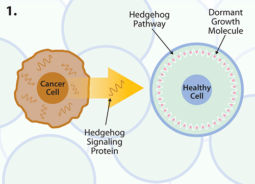 graphic of cancer cell approaching health cell