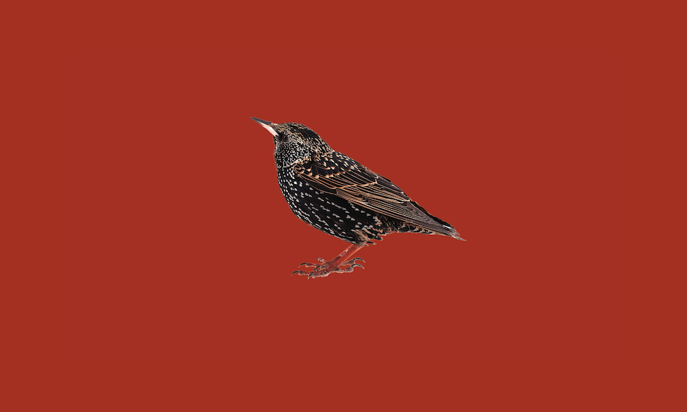 Book cover detail featuring black bird illustration against red background.